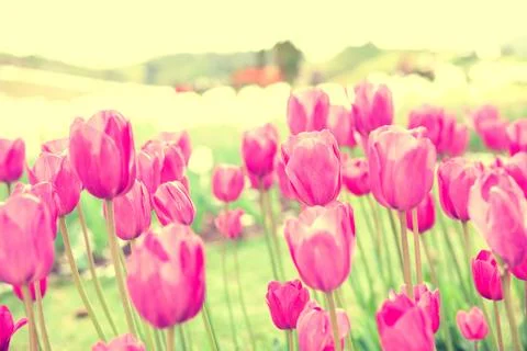 Tulip Flower Stock Photos