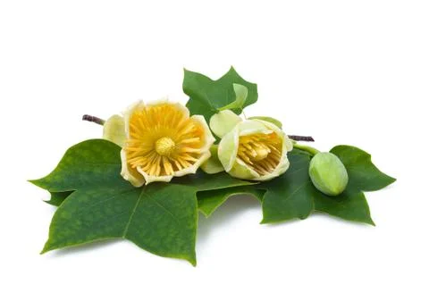 Tulipier Stock Photos