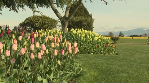 Tulips 01 Stock Footage 4709214