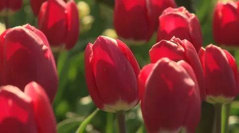 Tulips 02 Stock Footage 4707722
