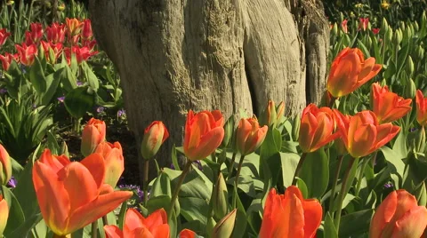 Tulips 03 Video stock 4712248
