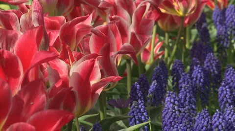 Tulips 04 Video stock 4712360