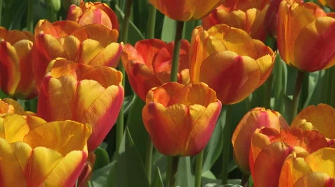 Tulips 05 Video stock 4715103