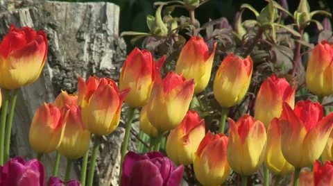 Tulips 06 Stock Footage 4715707