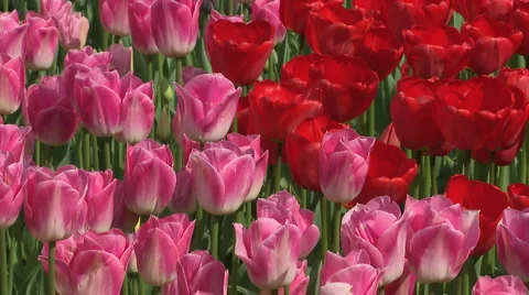 Tulips 07 Stock Footage 4719142