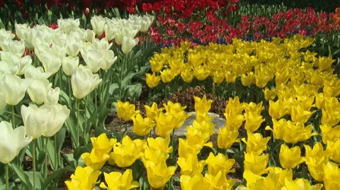 Tulips 08 Stock Footage 4720079