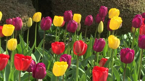 Tulips 09 Stock Footage 4722589