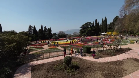 Tulips (1) Stock Footage 102398112