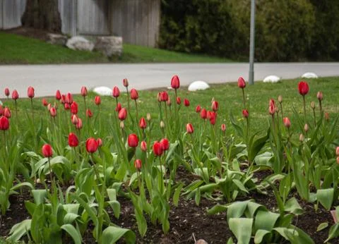 Tulips 1 Foto stock