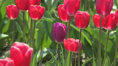 Tulips 10 Video stock 4723301