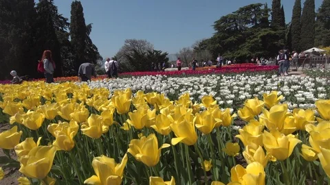 Tulips (10) Stock Footage 102397971