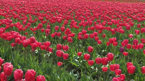 Tulips 11 Video stock 4728450