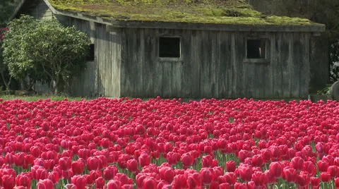 Tulips 12 Stock Footage 4727921
