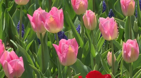 Tulips 13 Video stock 4731095