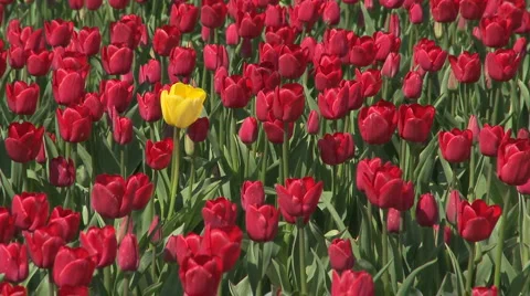 Tulips 14 Video stock 4732105
