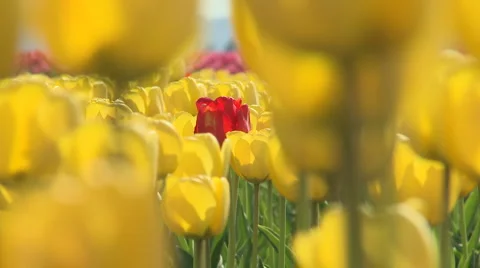 Tulips 15 Video stock 4732862