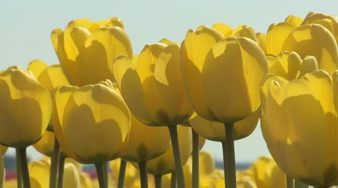 Tulips 16 Video stock 4733624