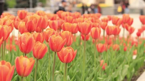 Tulips 17 Stock Footage 239921239