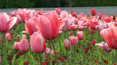 Tulips 2 Stock-Footage 22148503