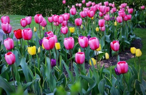 Tulips 2 Stock Photos