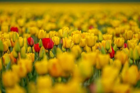Tulips-29 Stock Photos