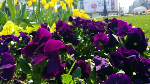 Tulips 4K Stock Footage 37164758