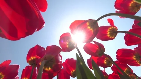 Tulips (6) Stock Footage 102398064
