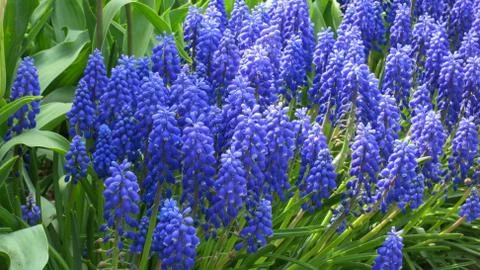 Tulips-75 스톡 사진