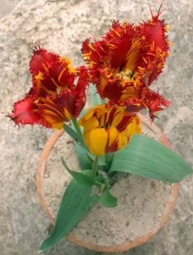 Tulips from above Stock Photos