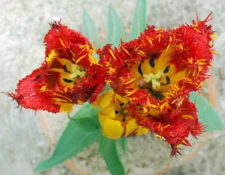 Tulips from above Stock Photos