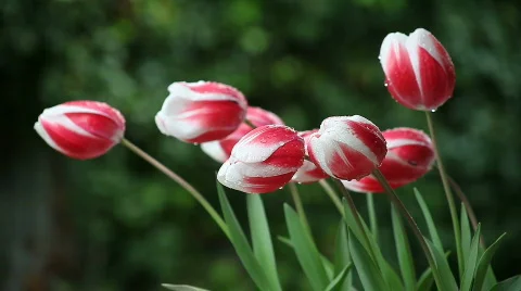 Tulips after a rain Stock Footage 644747