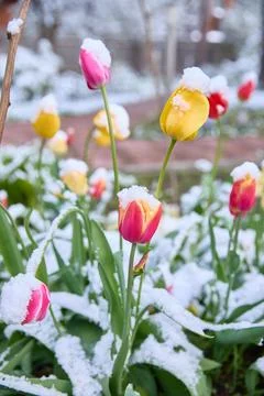 Tulips after a snowfall. The problem of ecology and climate change Stock Photos