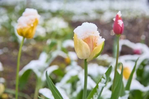 Tulips after a snowfall. The problem of ecology and climate change Fotos Stock