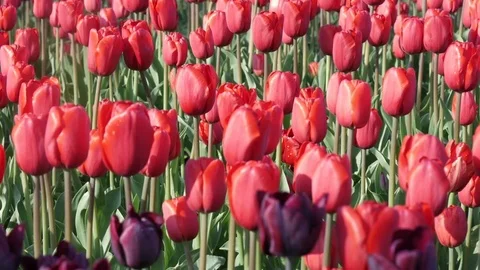Tulips in Amsterdam Stock Footage
