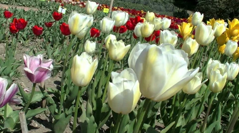 Tulips and bees Stock Footage 50651253