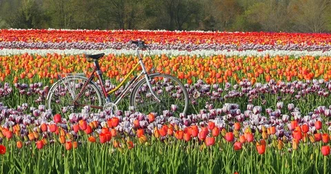 Tulips And Bicycle  Stock Footage 89572569