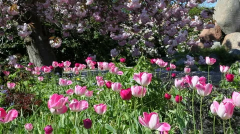 Tulips and cherry trees Stock Footage 5165740