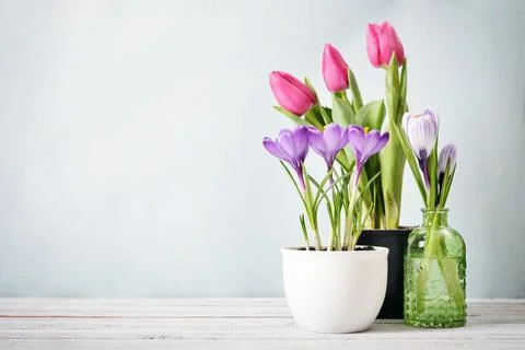 Tulips and crocus Stock Photos