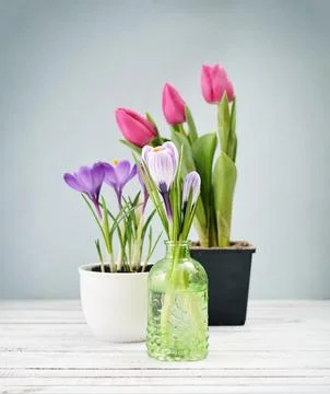 Tulips and crocus Stock Photos