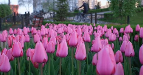Tulips and cycling Stock Footage 256353103