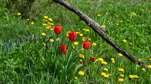 Tulips and dandelions Stock Footage 108138202