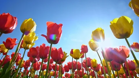 Tulips and deep blue sky. Stock Footage 124013181