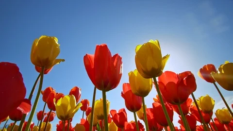 Tulips and deep blue sky. Stock Footage 124013196