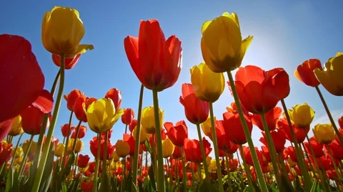 Tulips and deep blue sky. Stock Footage 124013210