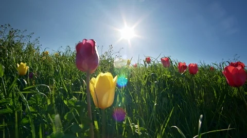 Tulips and deep blue sky. Stock Footage 124013238