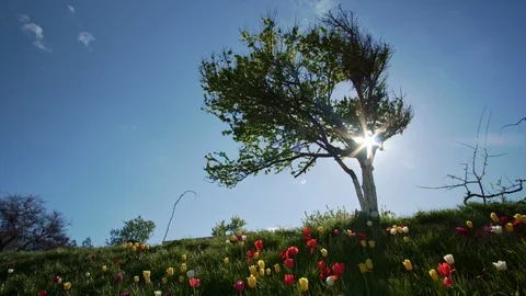 Tulips and deep blue sky. Stock Footage 124013252