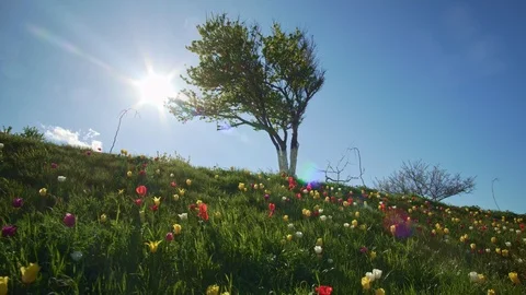 Tulips and deep blue sky. 스톡 동영상 124013281