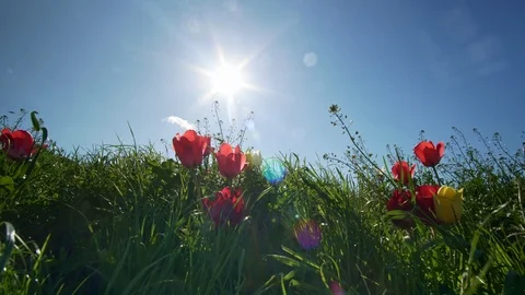 Tulips and deep blue sky. Stock Footage 124013326