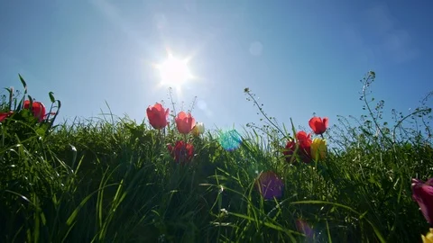 Tulips and deep blue sky.  Stock Footage 124013337