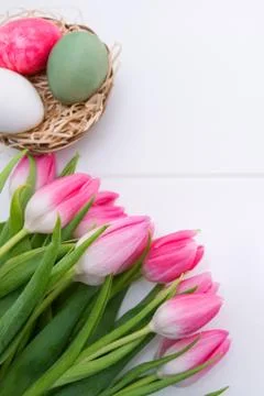 Tulips and easter Eggs in the nest isolated on white wood Background. Stock Photos